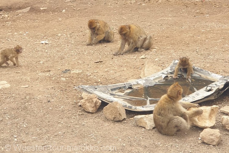 3-tägige tour von Fes nach Merzouga